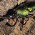 Lamprima adolphinae 