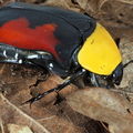 Pachnoda massajae
