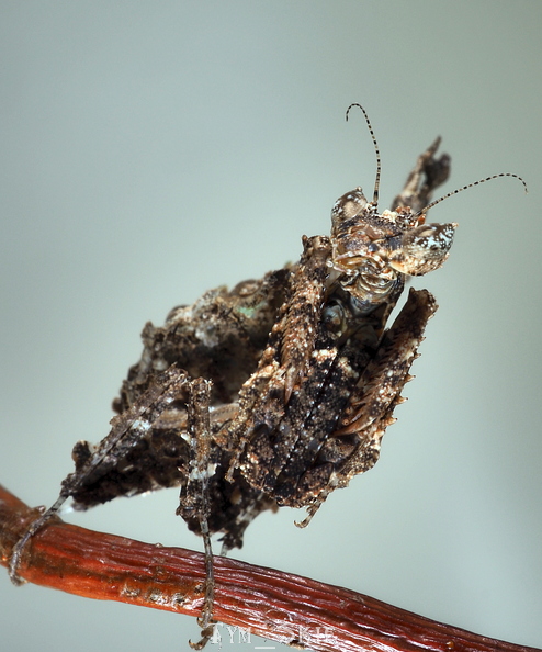 p_lobipes_3.jpg
