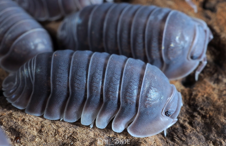 c_sp_blacksapphire_1.jpg