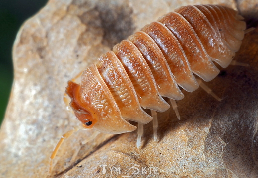 Armadillidium hauseni