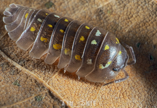 Armadillidium marmorivagum 