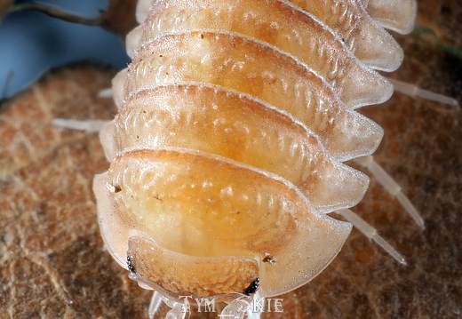 Armadillidium nahumi