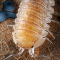 Armadillidium nahumi