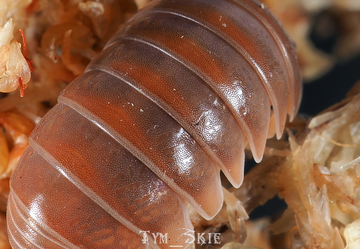 Armadillo officinalis "Brick Red"