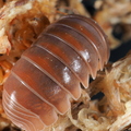 Armadillo officinalis "Brick Red"