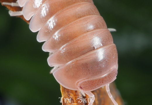 Armadillo officinalis "Pink"