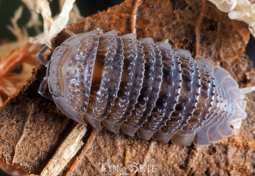 Armadillidium serratum