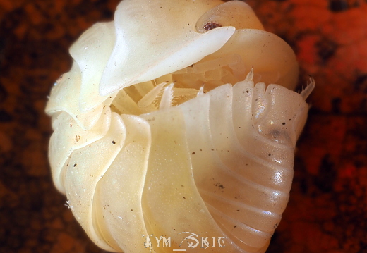 Cubaris sp "Rubber Ducky" albino