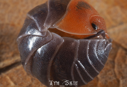 Armadillidium flavoscutatum "redhead"