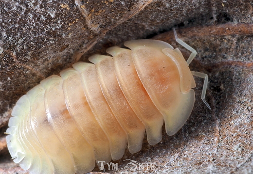 Cubaris sp "Jupiter" albino