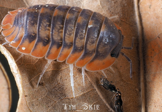 Cubaris sp "Red Tiger"