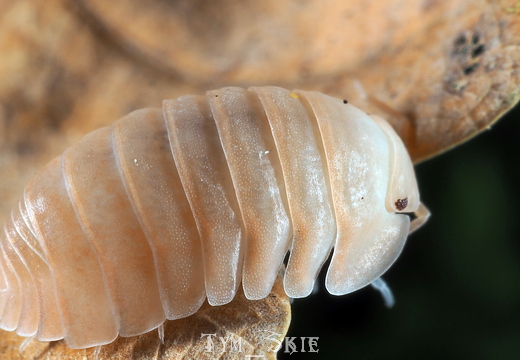 Cubaris sp "Rose Quartz"