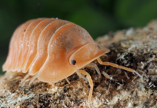 Cubaris sp "Crabby"
