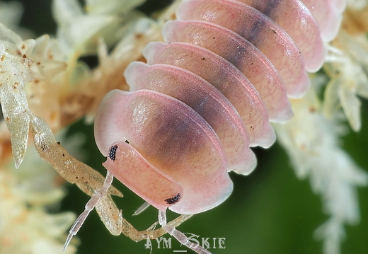 Cubaris sp "Cherry Blossom"