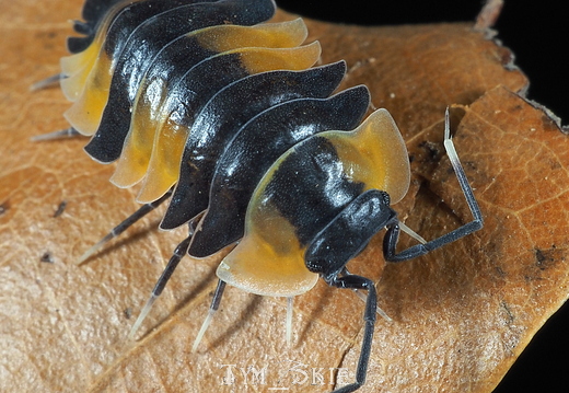 Ardentiella sp "Bicolor"