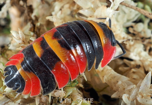 Ardentiella sp "Blister"