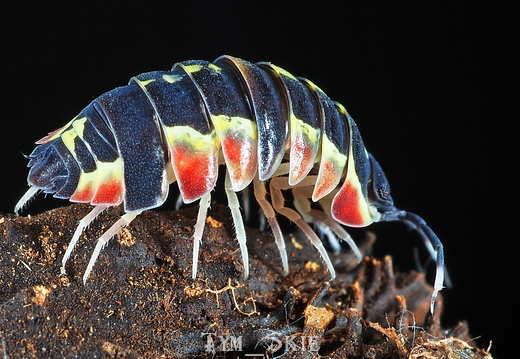 Ardentiella sp "Diablo"