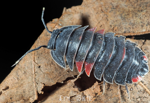 Ardentiella sp "Lava"