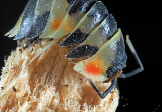 Ardentiella sp "Pastel"