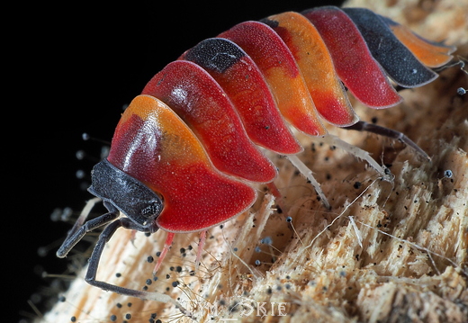 Ardentiella sp "Scarlet"