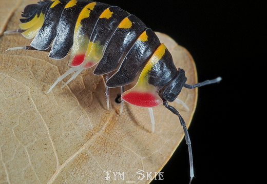 Ardentiella sp "Yellow Arrow"