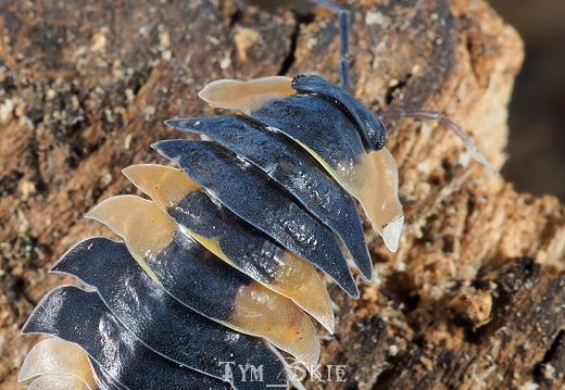 Ardentiella sp "Clown"