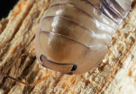 Cubaris sp "Cliffy Ducky" female