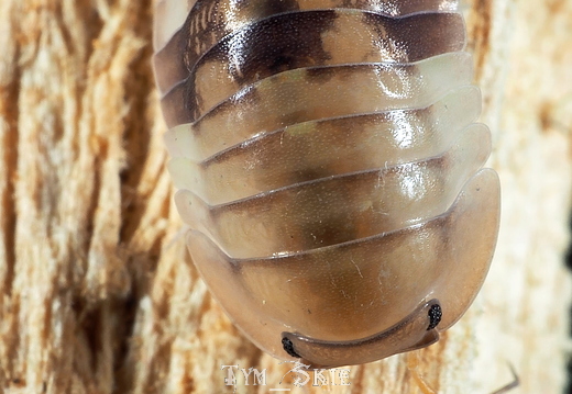 Cubaris sp "Cliffy Ducky" female
