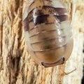Cubaris sp "Cliffy Ducky" female