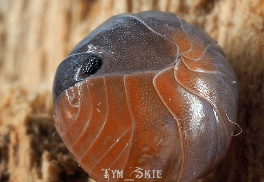 Spherillo sp "Tropica Fireass"