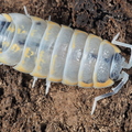 Porcellio ornatus "Witches Brew"