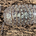 Armadillidium amegloi