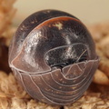 Armadillidium savonense