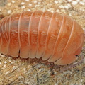 Armadillidium sp "Lefkada"