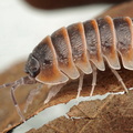 Armadillidium jerrentrupi