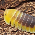Cubaris sp "Lemon Blue"