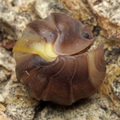 Cubaris sp "R13"