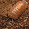 Armadillidium sp "Lefkada"
