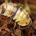 Filipinodillo sp "Cabo Yellow"