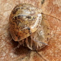Filipinodillo sp "Bicolano"