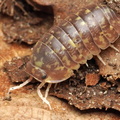Filipinodillo sp "White Antenna"