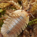 Troglodillo sp "Porcelain"