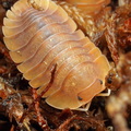 Troglodillo sp "Vex"