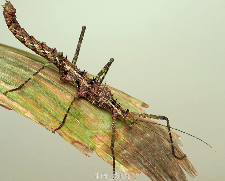 a_scuttatus_1.jpg