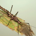 Andropromachus scutatus "Tam Dao" 