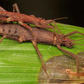 Tisamensus cervicornis