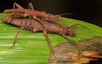 Tisamensus cervicornis