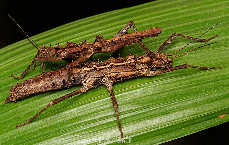 t_draconinus_1.jpg