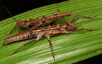 Tisamensus draconinus